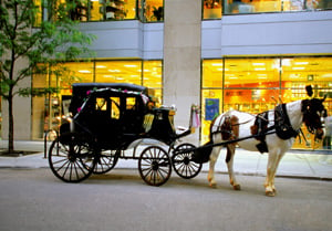 horse and carriage accident